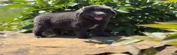 Newfoundland dogs for sale: Phoebe DNA clear OFA  - Ad 3
