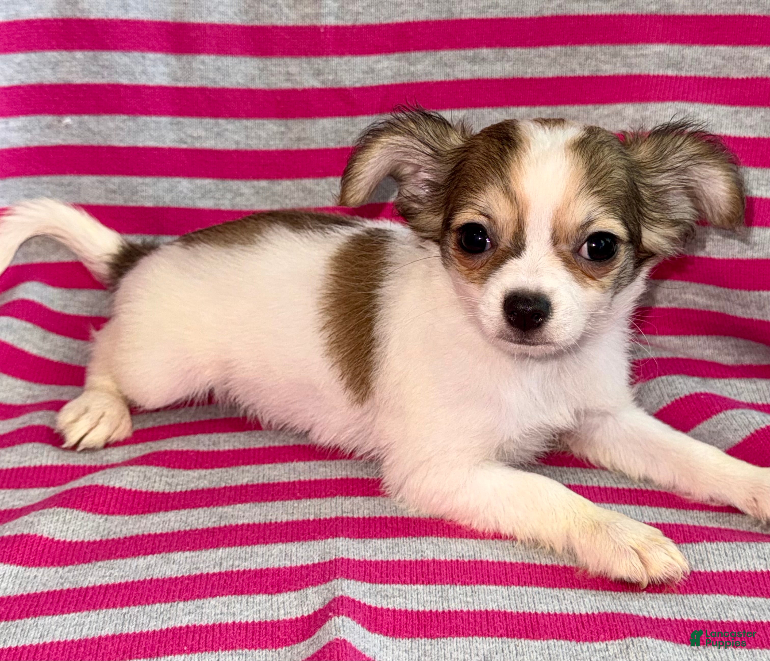 Chihuahua dogs Cookie - Ad 1