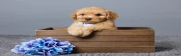 Miniature Poodle dogs for sale: Rocky - Ad 1