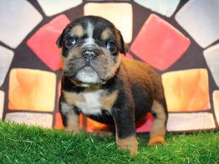 English Bulldog dogs Side Bet - Ad 19