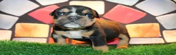 English Bulldog dogs for sale: Side Bet - Ad 1