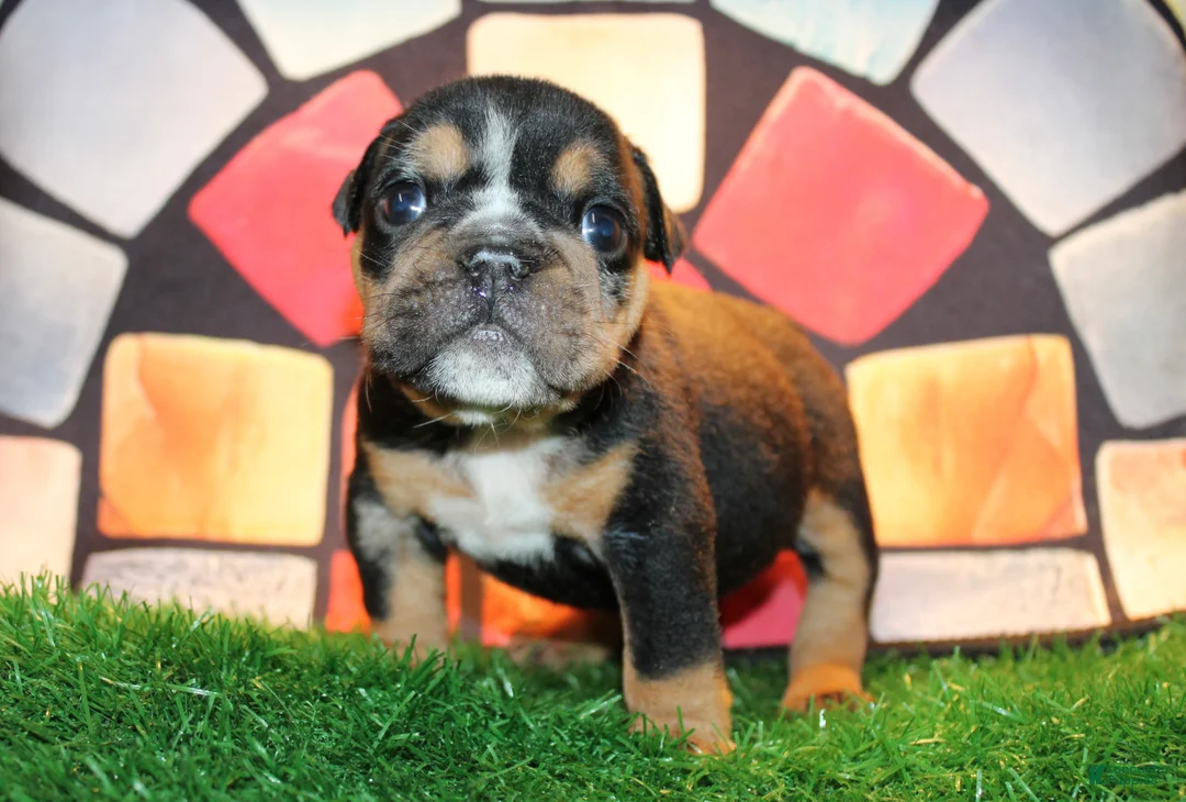 English Bulldog dogs for sale: Side Bet - Ad 1