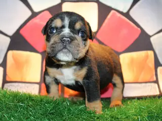 English Bulldog dogs Side Bet - Ad 7