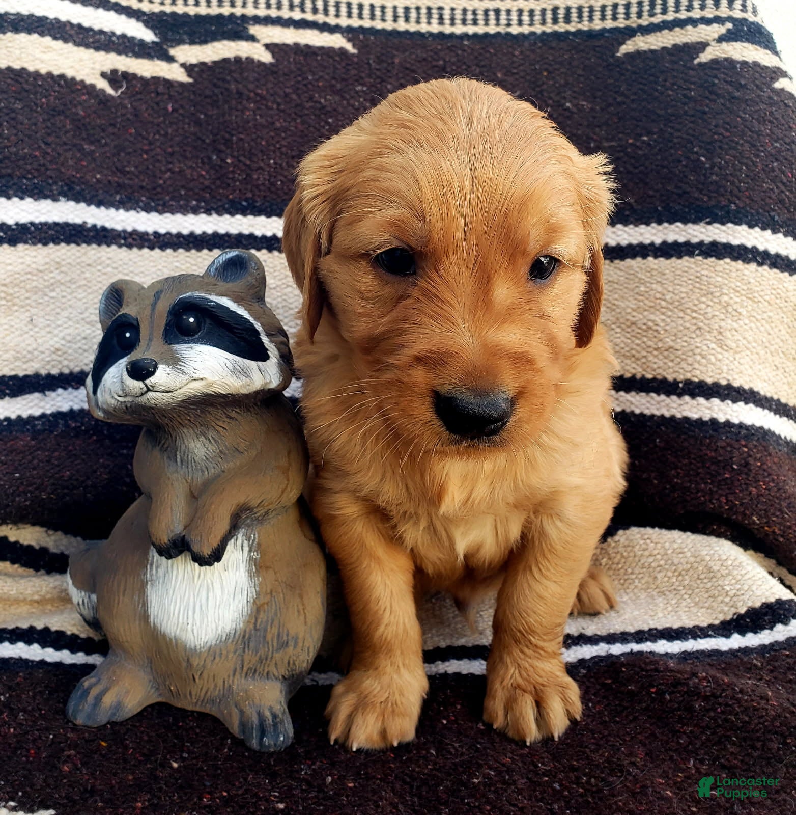 Golden Retriever dogs Spur - Ad 3