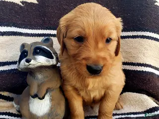 Golden Retriever dogs Spur - Ad 3