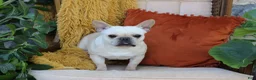 French Bulldog dogs for sale: Percy - Ad 6