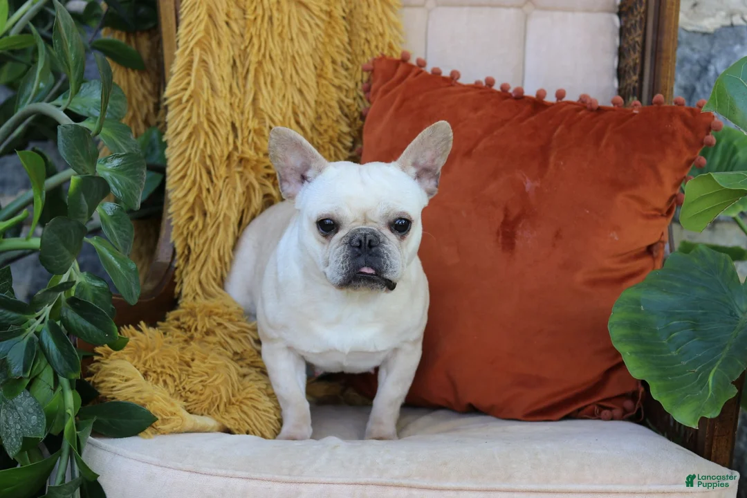 French Bulldog dogs for sale: Percy - Ad 6