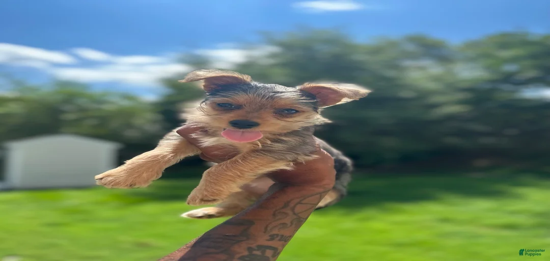 Gallery Image {{count}}