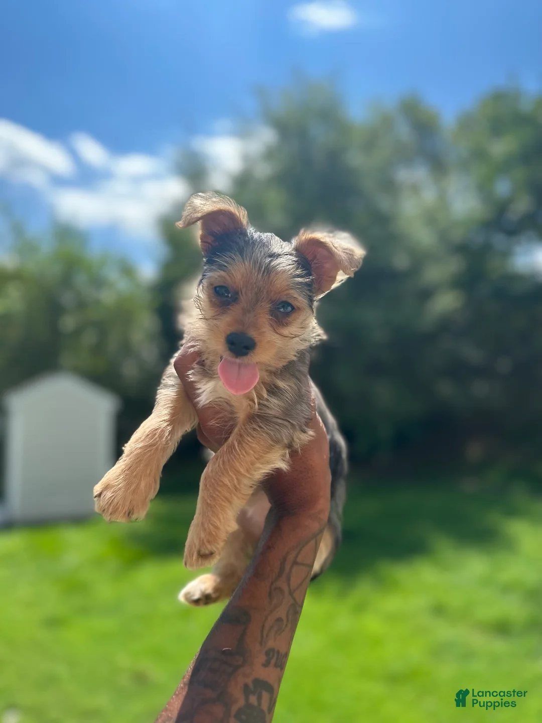 Gallery Image {{count}}