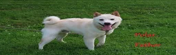 Shiba Inu dogs for sale: Jessena - Ad 8