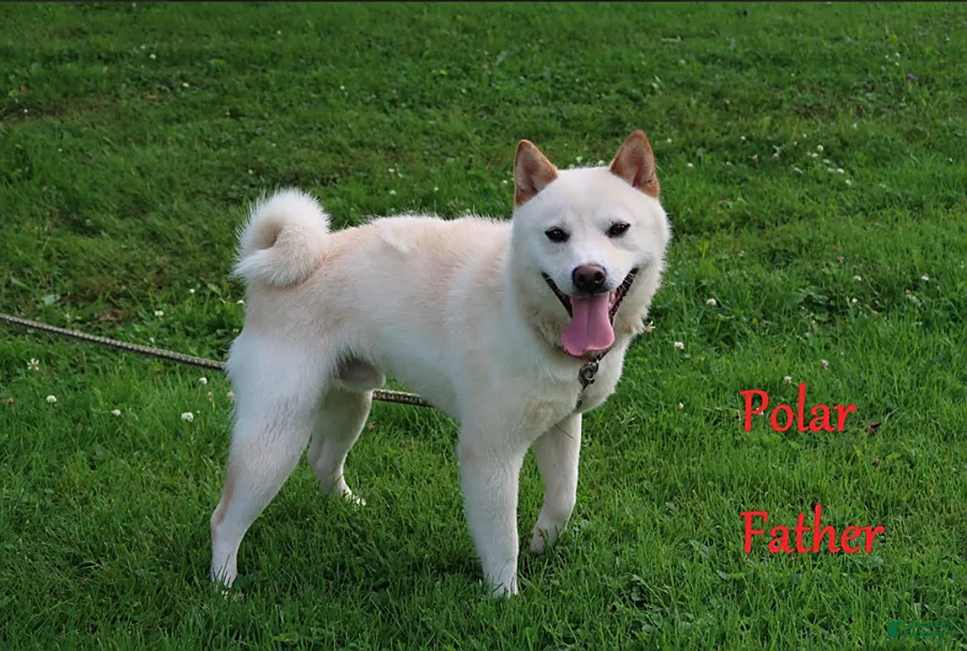 Shiba Inu dogs for sale: Jessena - Ad 8