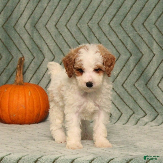 Miniature Poodle dogs Gecko - Ad 1