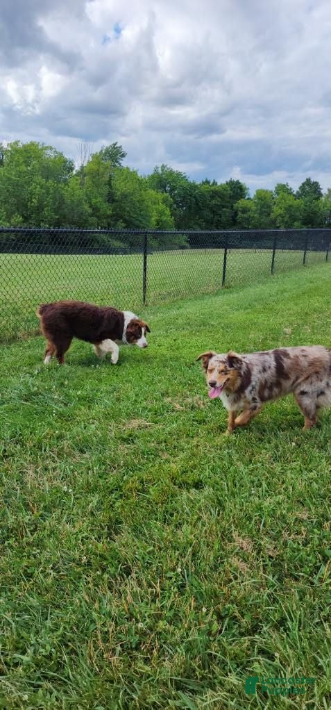 Australian Shepherd dogs Australian Shepherd 6 - Ad 2