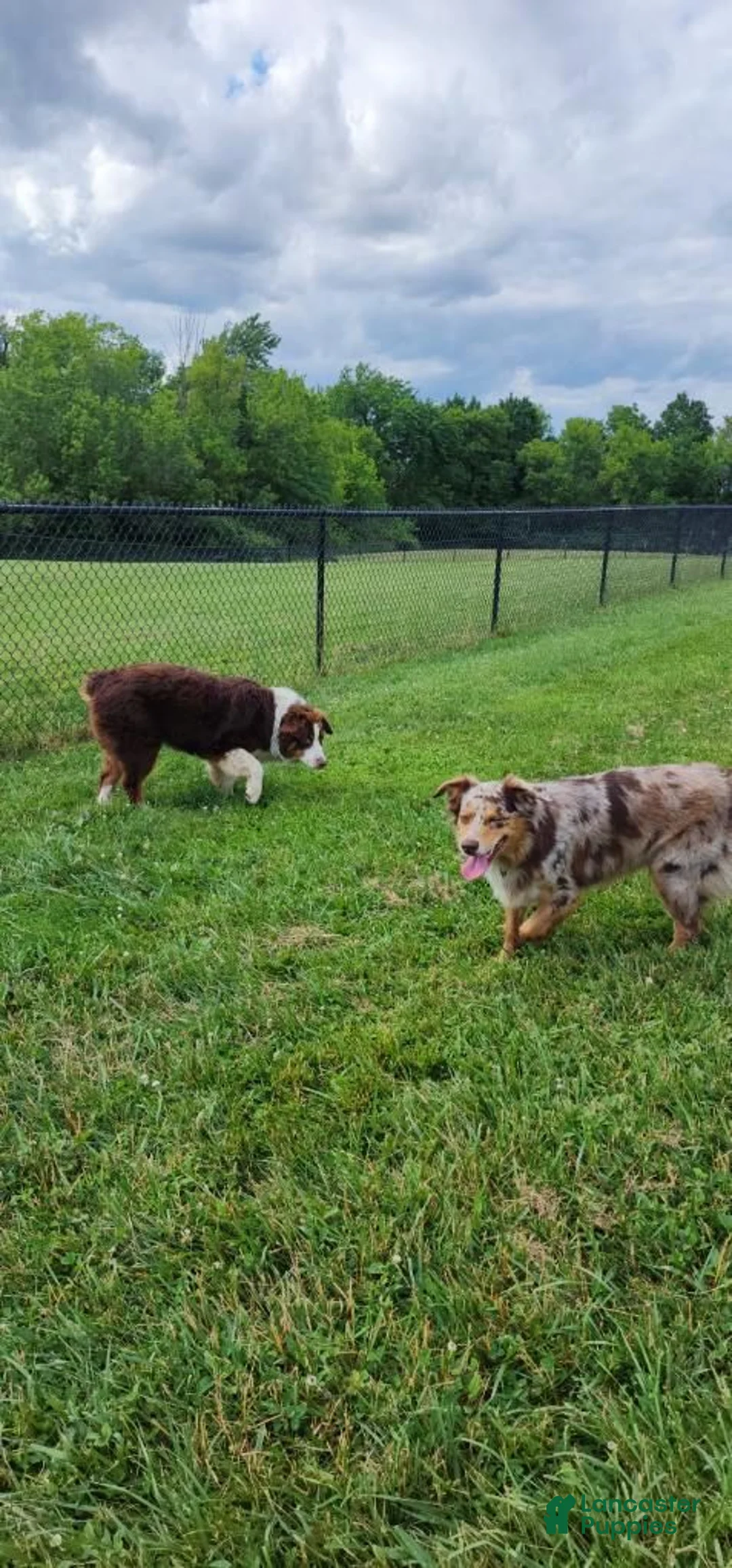 Australian Shepherd dogs for sale: Australian Shepherd 6 - Ad 2