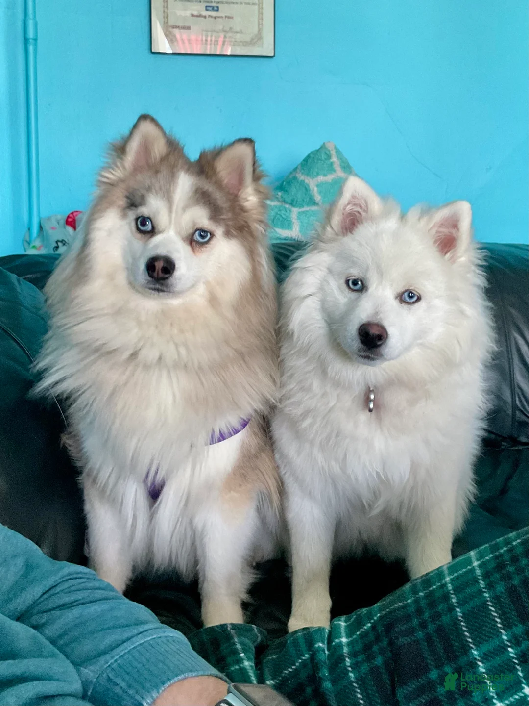 Pomsky dogs for sale: Marty - Ad 22