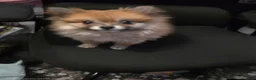 Pomeranian dogs for sale: Vera 1 - Ad 5