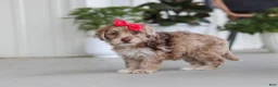 Havapoo dogs for sale: Claire - Ad 5