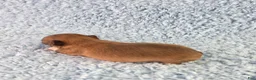 Chihuahua dogs for sale: AKC Carl - Ad 11