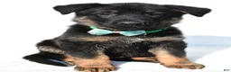 German Shepherd dogs for sale: Leo - Ad 6