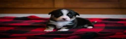 Welsh Corgi Pembroke dogs for sale: Gus - Ad 1
