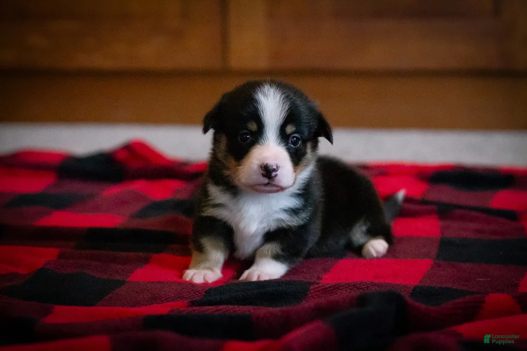 Welsh Corgi Pembroke dogs for sale: Gus - Ad 1