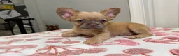 French Bulldog dogs for sale: Chanel - Ad 9
