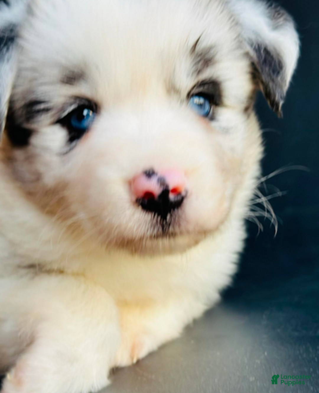 Mixed Breed dogs for sale: Chewy - Ad 4