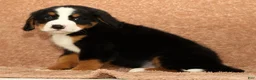 Bernese Mountain Dog dogs for sale: Cole - Ad 8