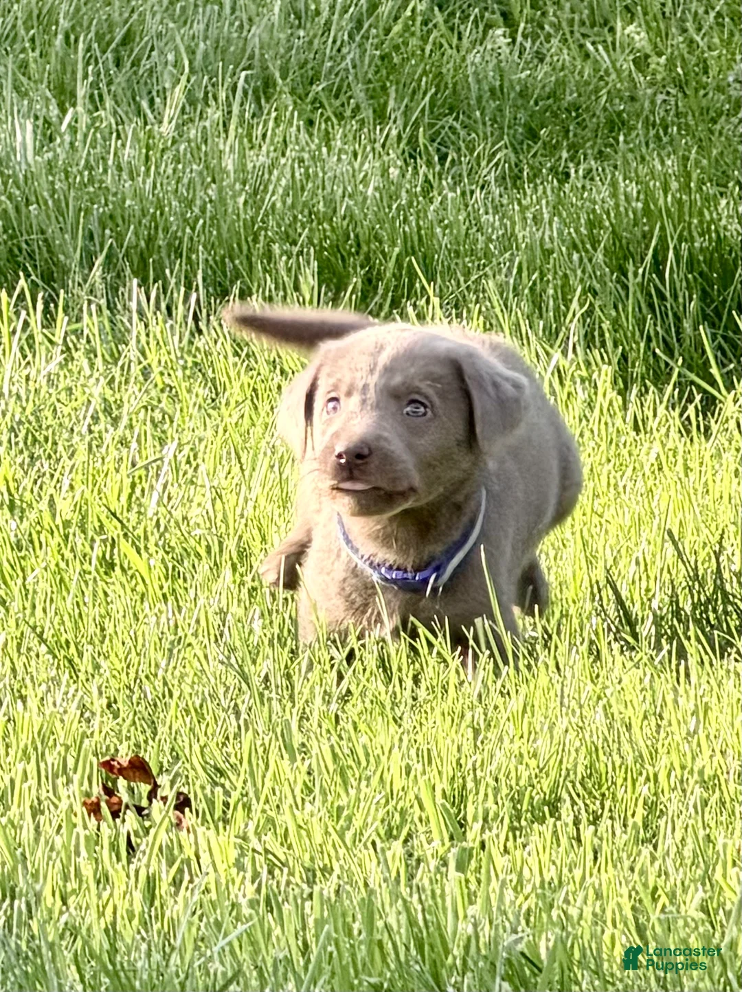 Labrador Retriever dogs for sale: Ruger - Ad 1