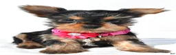 Yorkshire Terrier dogs for sale: Julie teacup - Ad 7