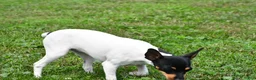 Toy Fox Terrier dogs for sale: Dakota - Ad 5