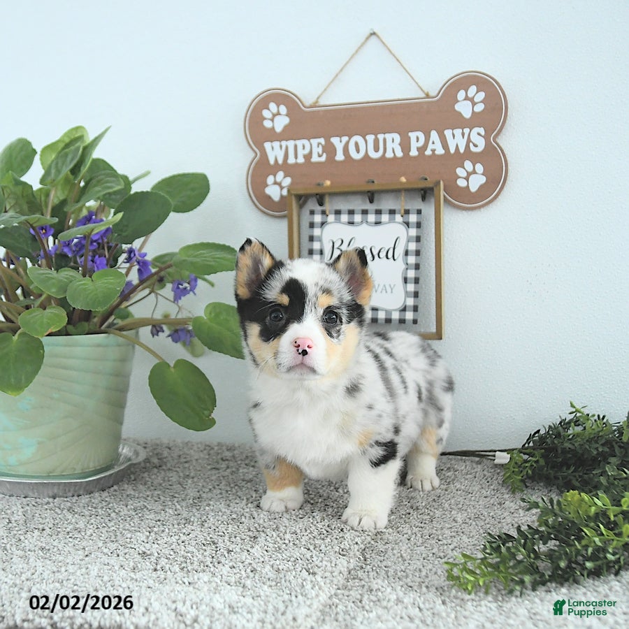 Welsh Corgi Pembroke dogs Jewel - Ad 1