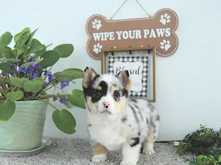 Welsh Corgi Pembroke dogs Jewel - Ad 1