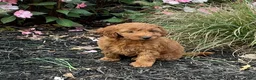 Irish Doodle dogs for sale: Coasta - Ad 3