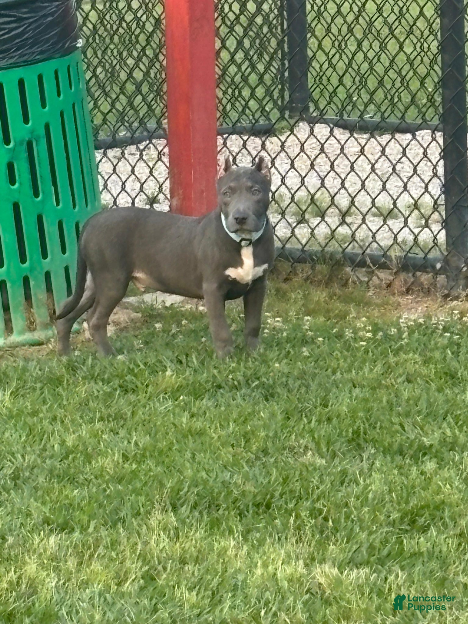 American Bully dogs American Bully Puppy 1 - Ad 7