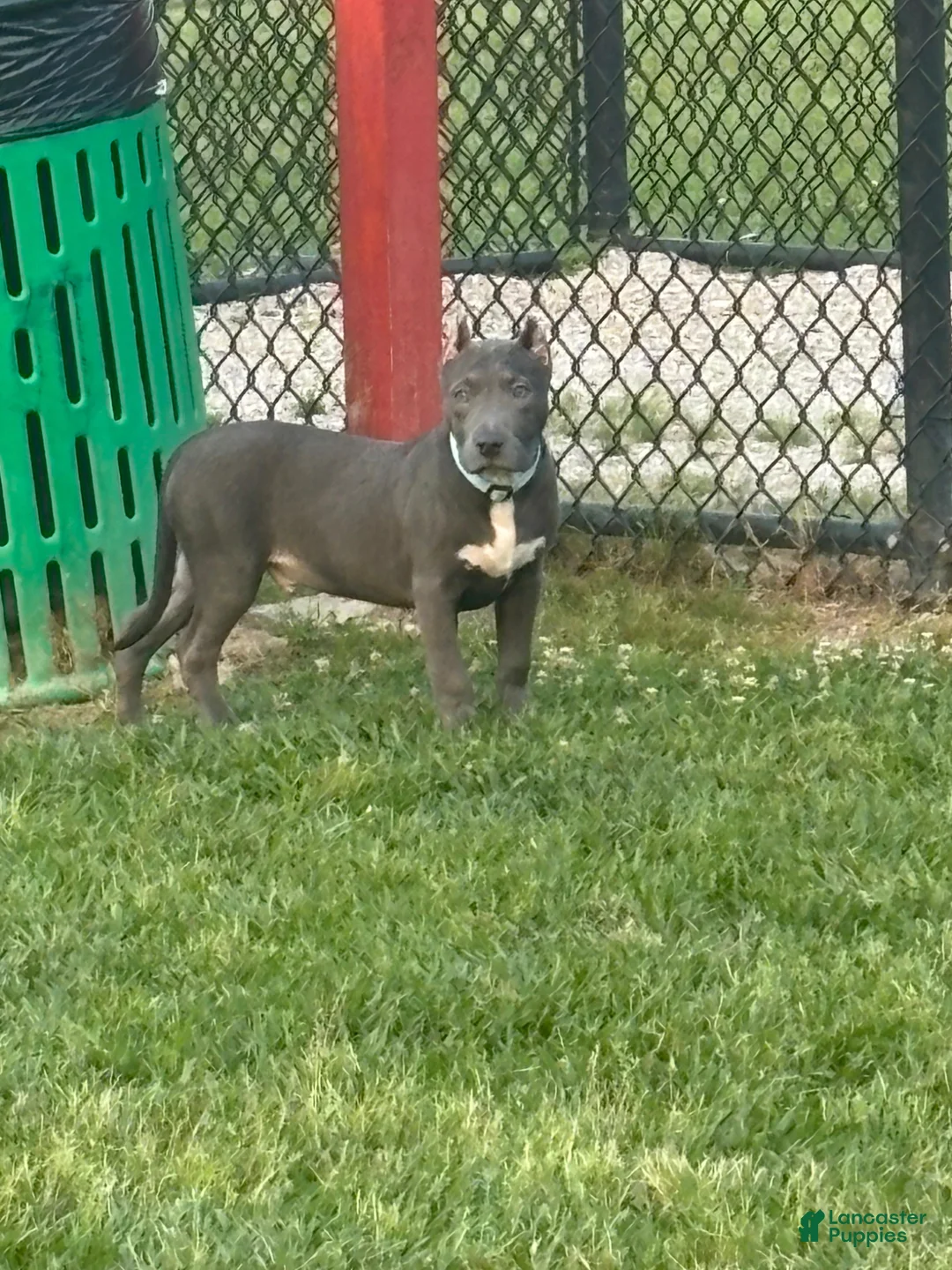 American Bully dogs for sale: American Bully Puppy 1 - Ad 1