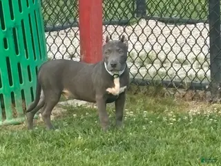 American Bully dogs American Bully Puppy 1 - Ad 7