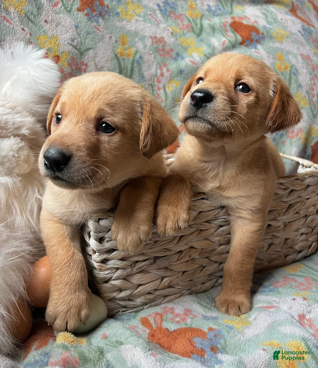 Labrador Retriever dogs for sale: Jasper - Ad 2