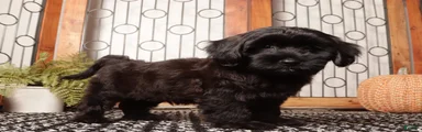 Forest Spunky Male Yorkie Poo