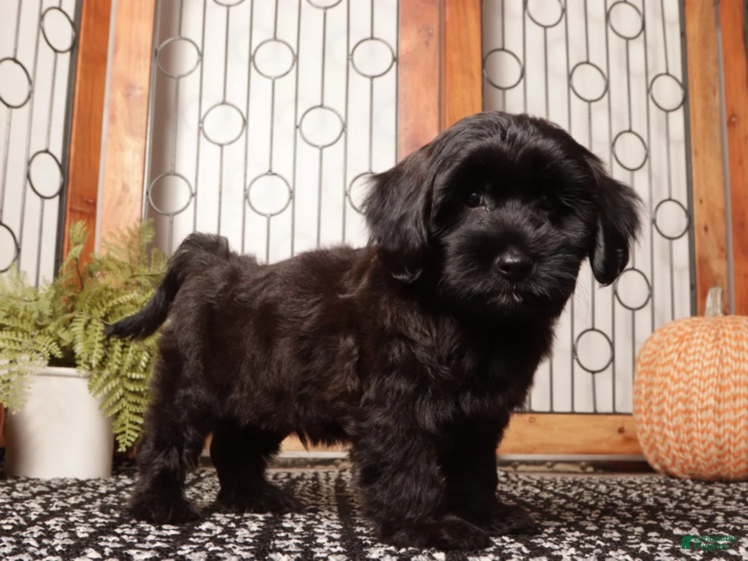 Yorkiepoo dogs for sale: Forest Spunky Male Yorkie Poo - Ad 1