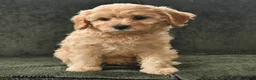 Cavapoo dogs for sale: Pearl - Ad 4
