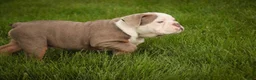 English Bulldog dogs for sale: Neal English Bulldog Puppy  - Ad 10
