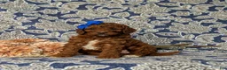 Mini Goldendoodle dogs for sale: Tessa 9 lbs Full Grown - Ad 4