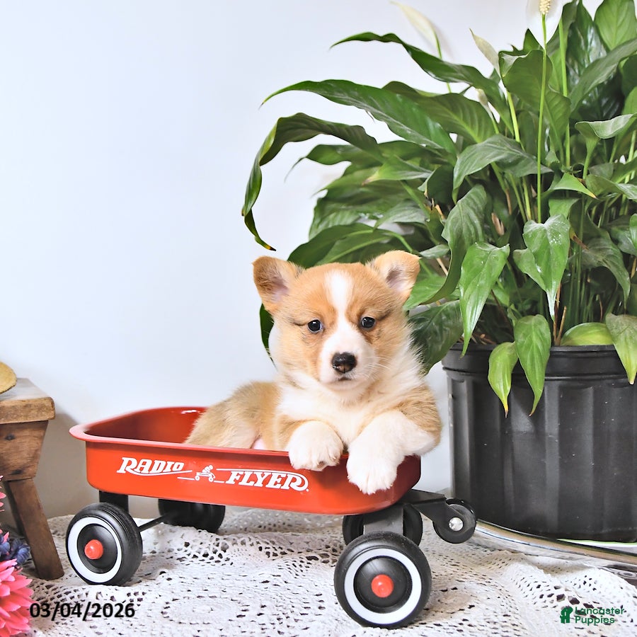 Welsh Corgi Pembroke dogs Kelly - Ad 2