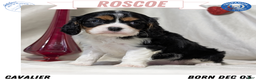 Cavalier King Charles Spaniel dogs for sale: Roscoe  - Ad 1