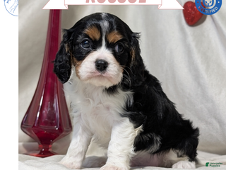 Cavalier King Charles Spaniel dogs Roscoe - Ad 1