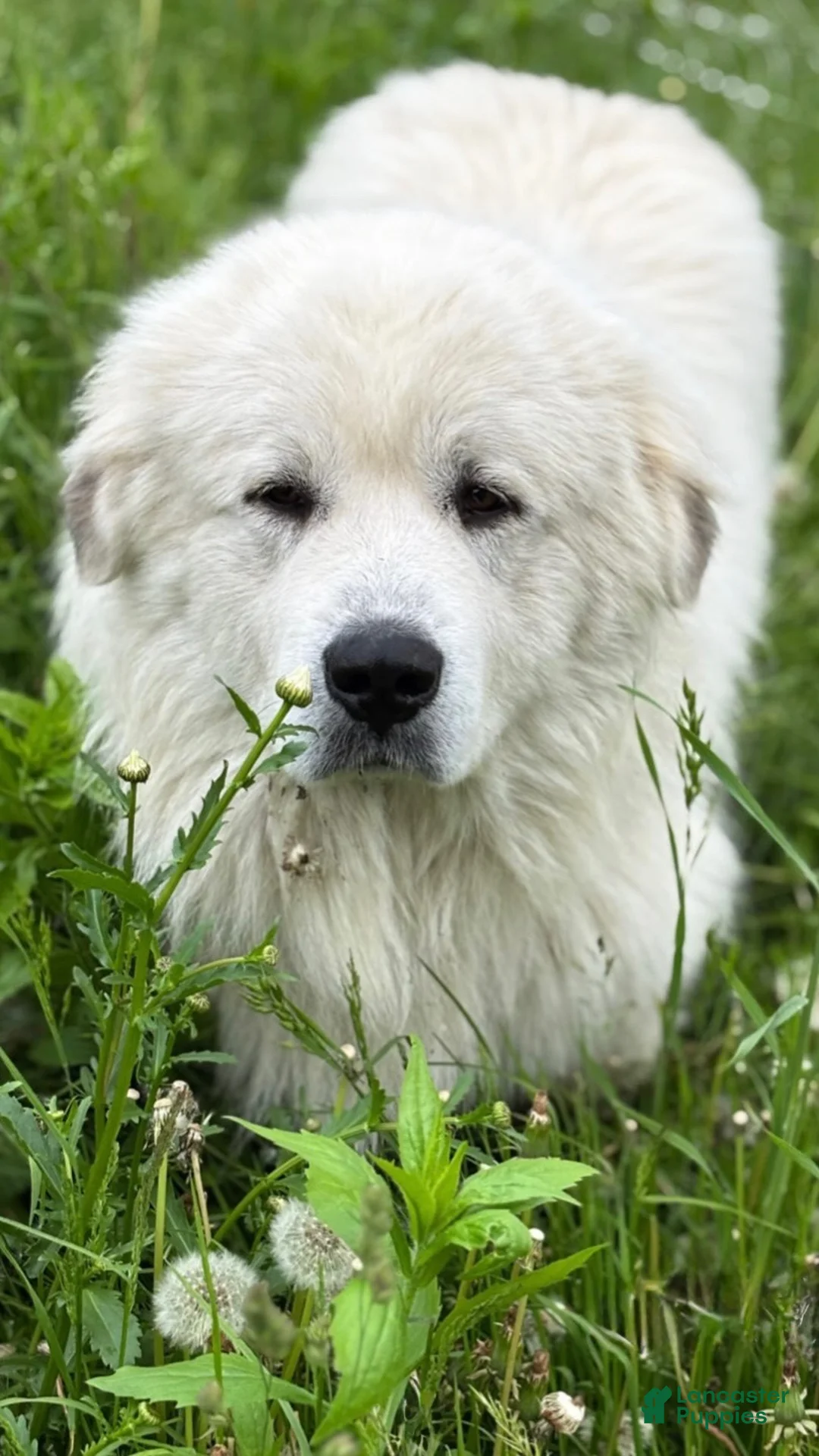 Great Pyrenees dogs for sale: White - Ad 8