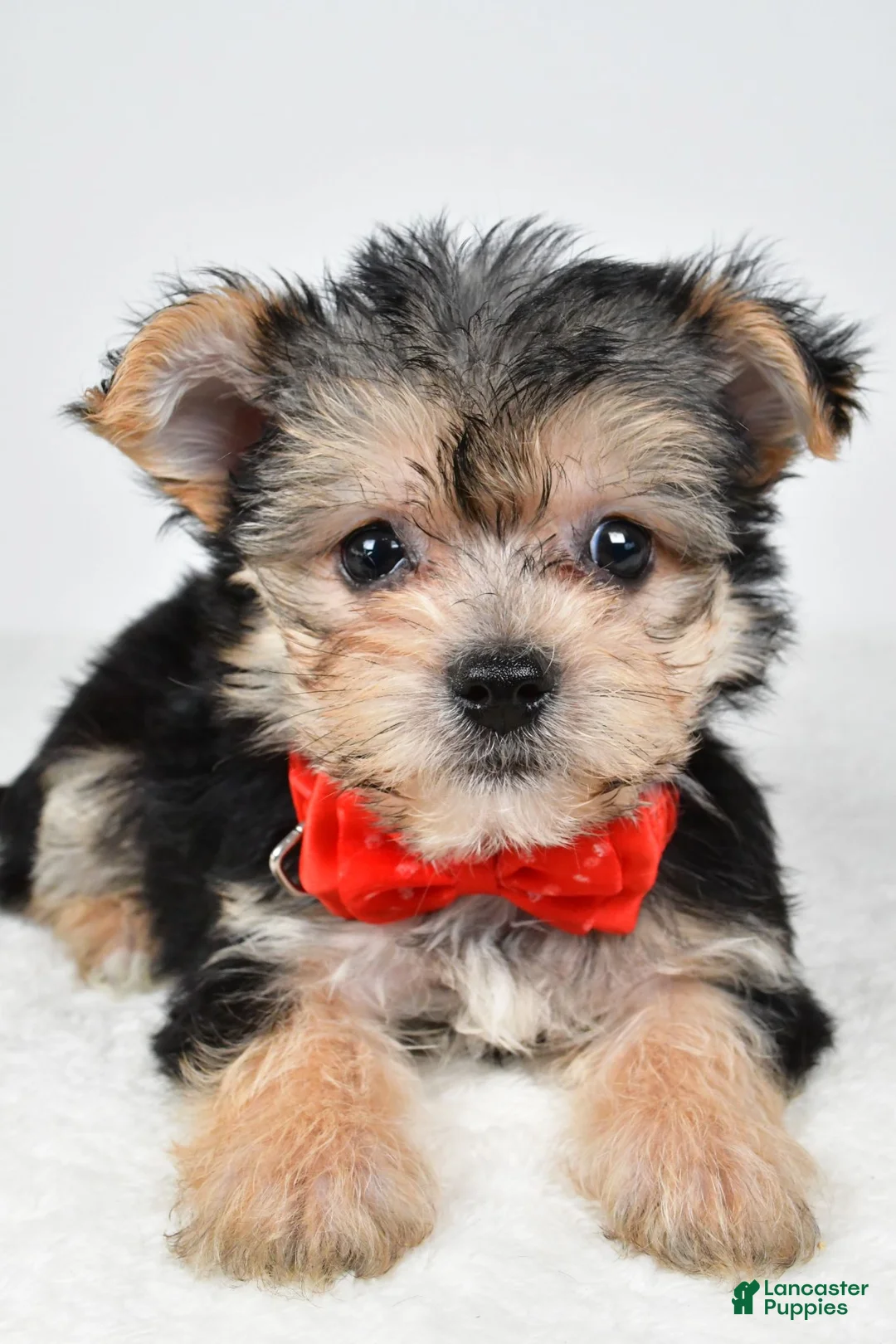 Morkie dogs for sale: Johnson - Ad 2
