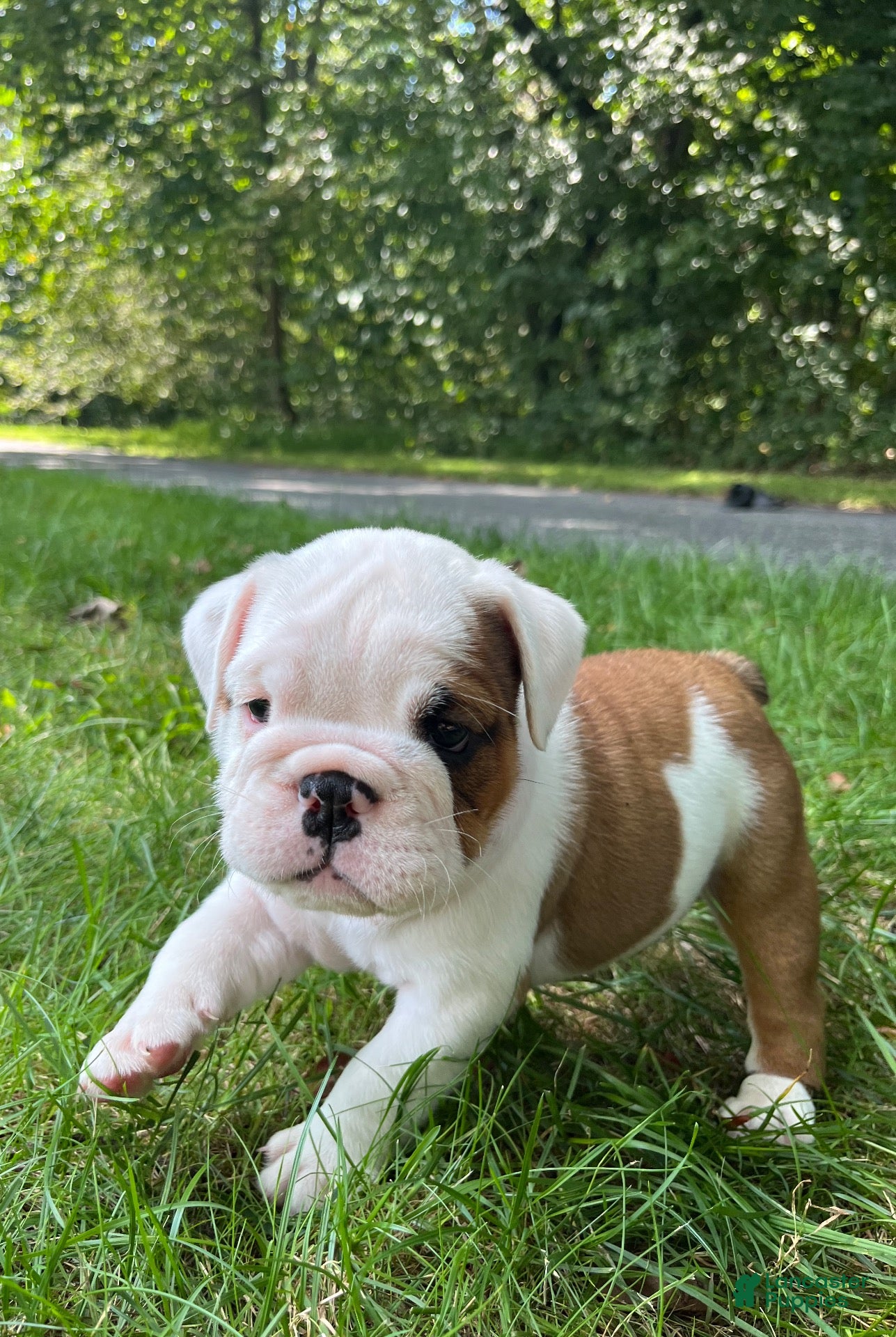 English Bulldog dogs Adelle - Ad 16