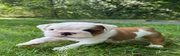 English Bulldog dogs for sale: Adelle - Ad 1